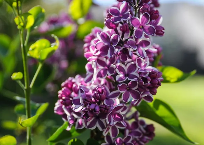 Barbara's 伊利尔斯卡比斯特里察